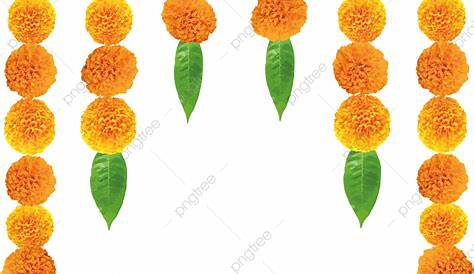 Marigold Flower Decoration Png Is A Natural