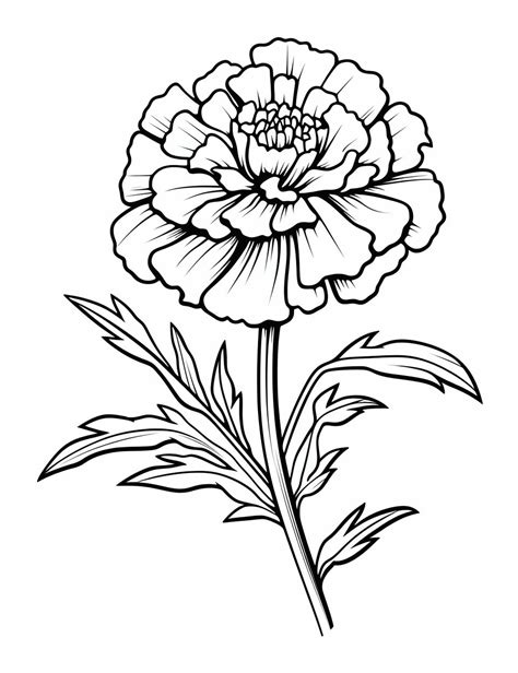 Marigold Flower coloring pages. Download and print Marigold Flower