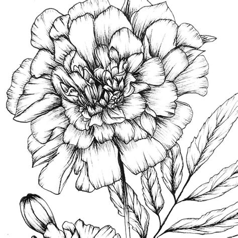 Feather and Fir Flower drawing, Birth flower tattoos