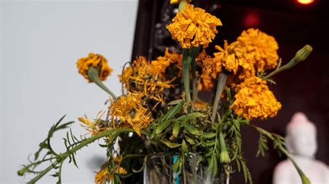 Marigold Is Dying