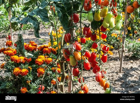 Marigolds and tomatoes Veggie garden, Vegetable garden tips, Perfect