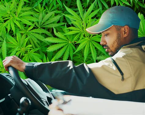 marijuana delivery driver