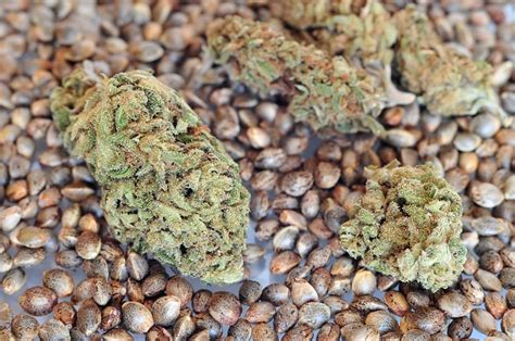 marijuana seeds for sale in north carolina