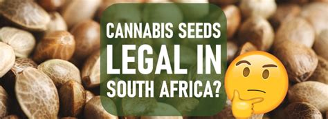 marijuana seeds in south africa