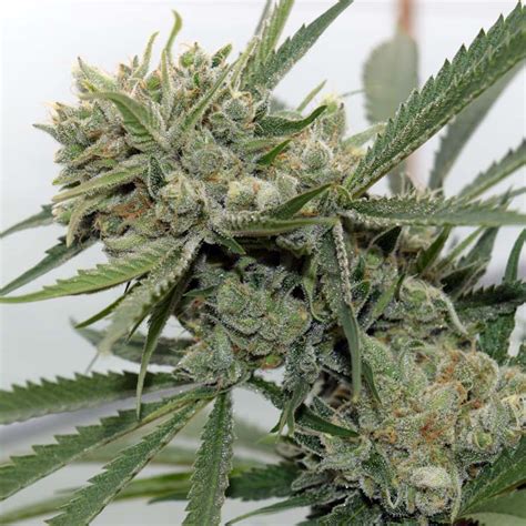 marijuana strain durban poison