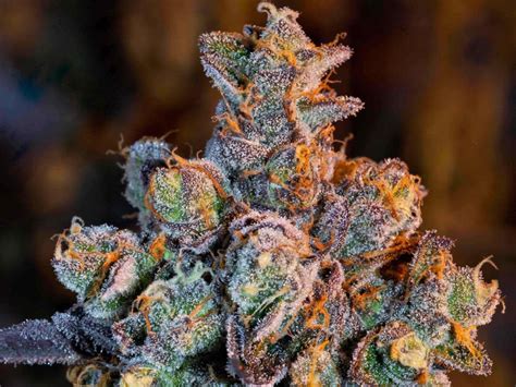marijuana strains high in cbd and thc