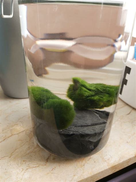 Marimo Moss Mat