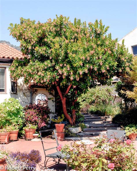 Discover the Marina Strawberry Tree: A Rare Natural Treasure