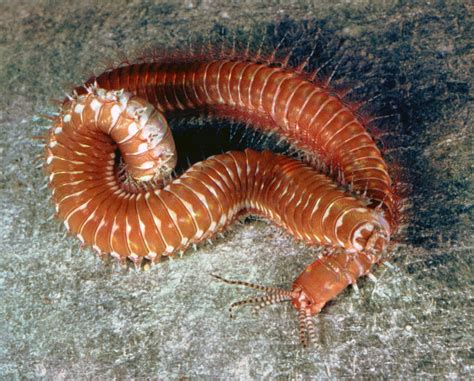 Secrets of Marine Worms Revealed