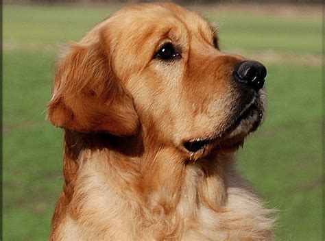 marion brammer golden retriever