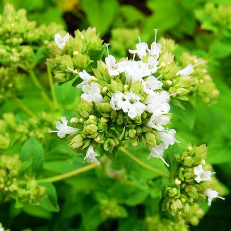 Marjoram'' In Spanish