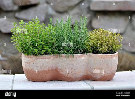 Marjoram And Thyme Have In Common
