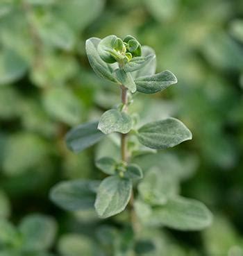 Marjoram Identification
