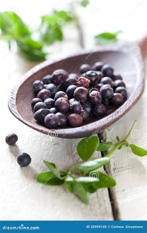 Marjoram Juniper