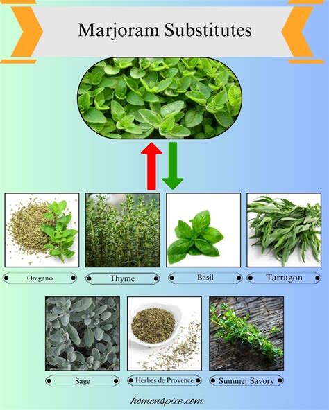 Marjoram Substitute Cooking