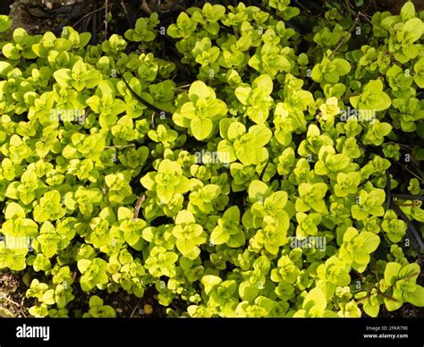 Marjoram Yellow