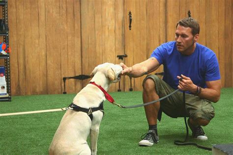 mark gaddis dog trainer