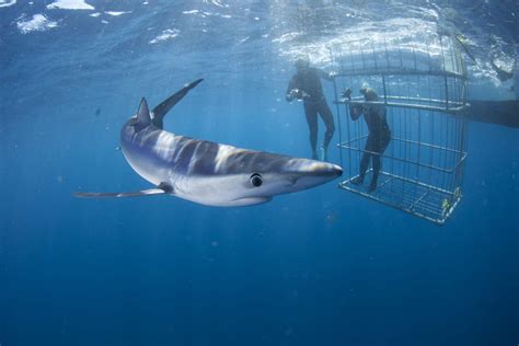 Mark Shark Hunting Techniques