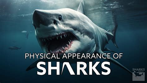 Mark Shark Physical Characteristics