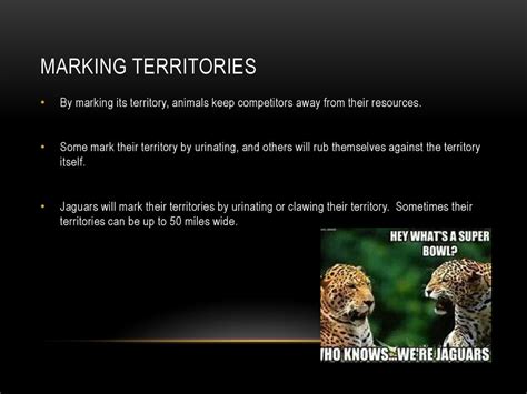 Marking Territory Example