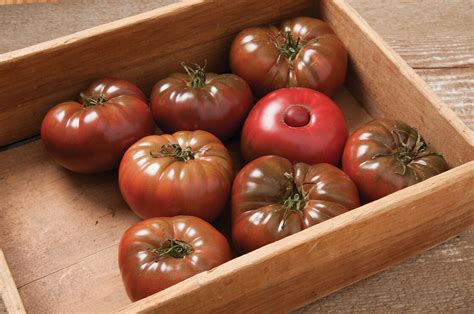 marnero tomato