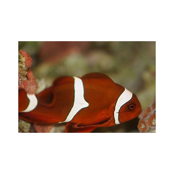 maroon clown fish