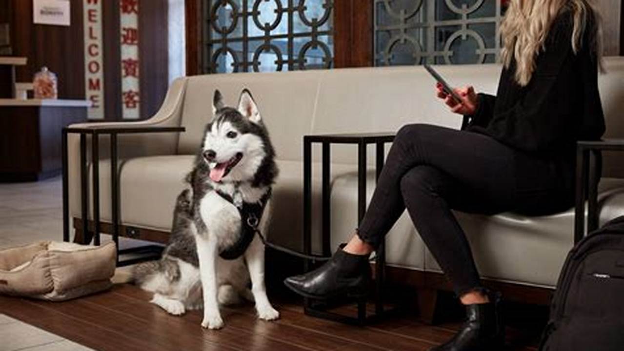 Marriott's Pet-Friendly Haven: Discover NYC with Your Furry Companion