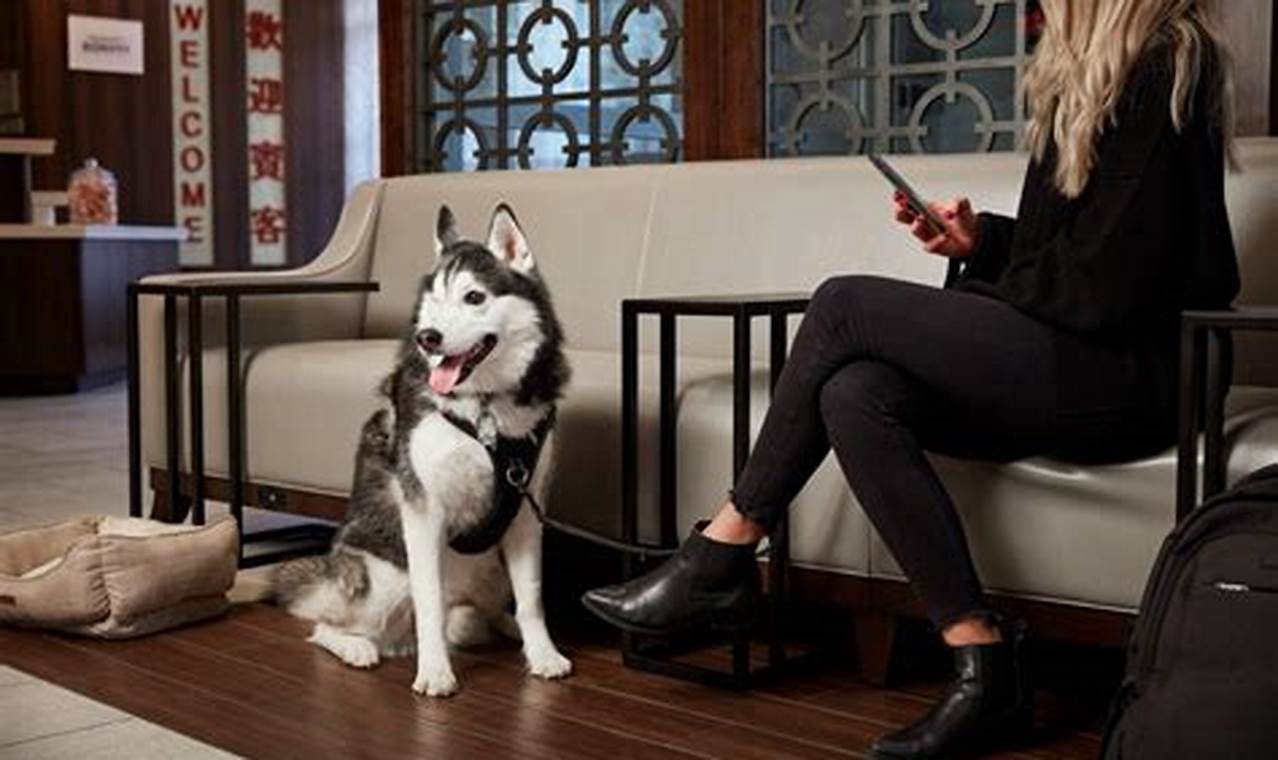 Marriott's Pet-Friendly Haven: Discover NYC with Your Furry Companion