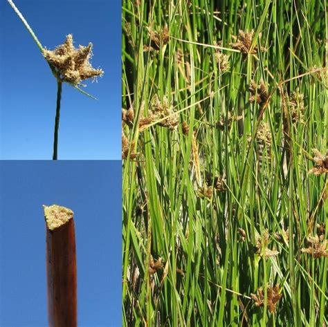 marsh plant with triangular stem