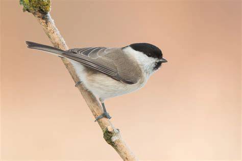 Discover 6 Insights marsh tit its hidden world