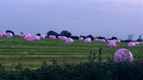 Marshmallow Fields Function