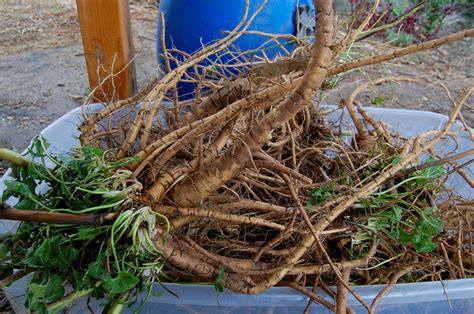Marshmallow Plant Root