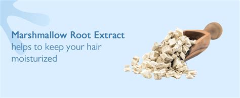Marshmallow Root Curl Definition