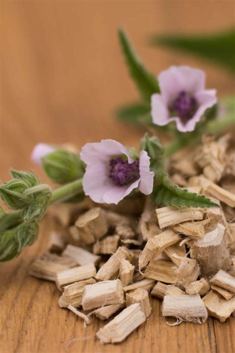 Marshmallow Root Uses Medicinal