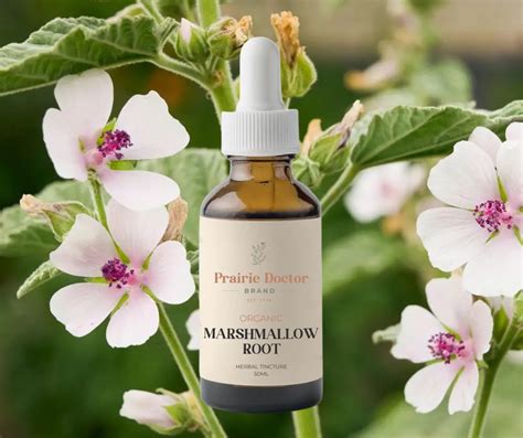 Marshmallow Root Water