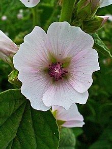 Marshmallow Scientific Definition