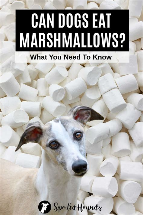 Marshmallows Okay For Dogs