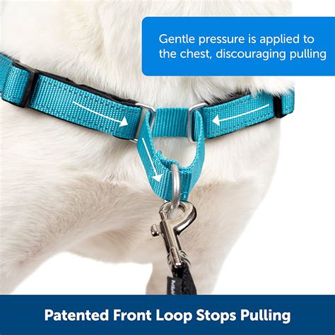 Martingale Loop Harness