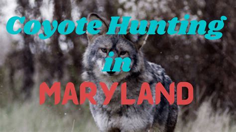 maryland coyote hunting laws