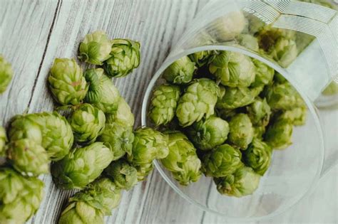 Marzen Beer Hops