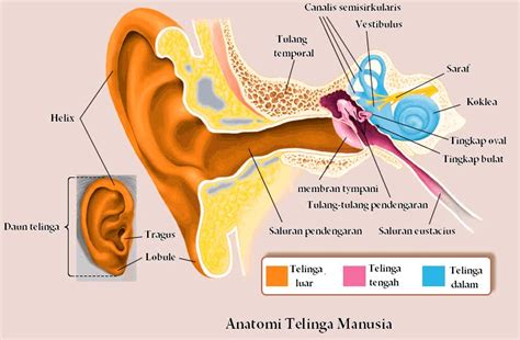 masalah saluran pendengaran