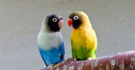 Bluemasked Lovebird Facts, Care as Pets, Feeding, Pictures and Video