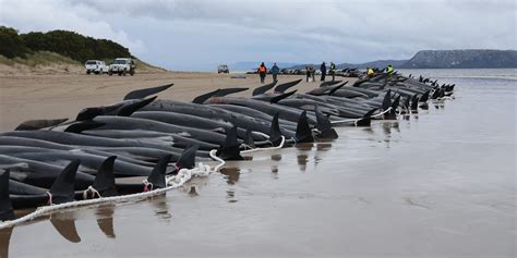 mass stranding of whales