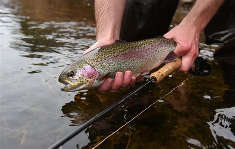 mass trout stocking