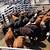 massachusetts livestock auction