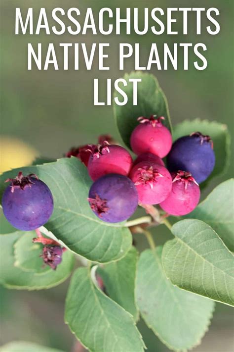 Massachusetts Native Plants List 11 Garden Choices For New England Seasons