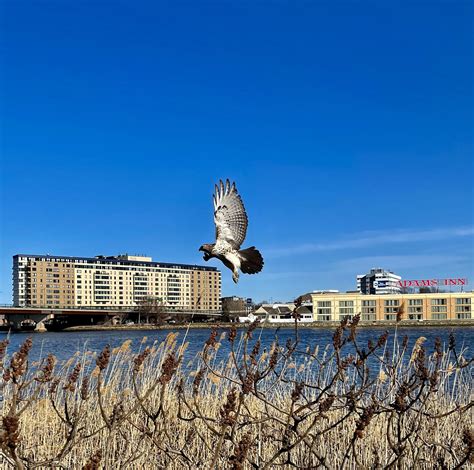 Massachusetts Buzzard