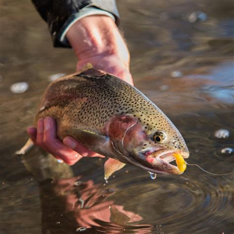 massachusetts trout stocking