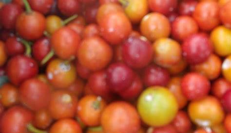 Massaranduba Fruta Para Que Serve Macaranduba Conheca Um Pouco Mais Sobre A Origem E Caracteristicas