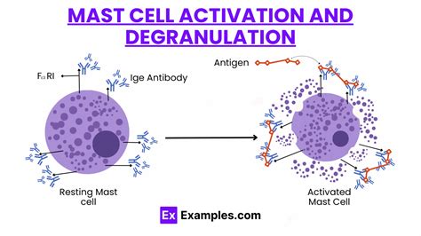 mast cell degranulation causes
